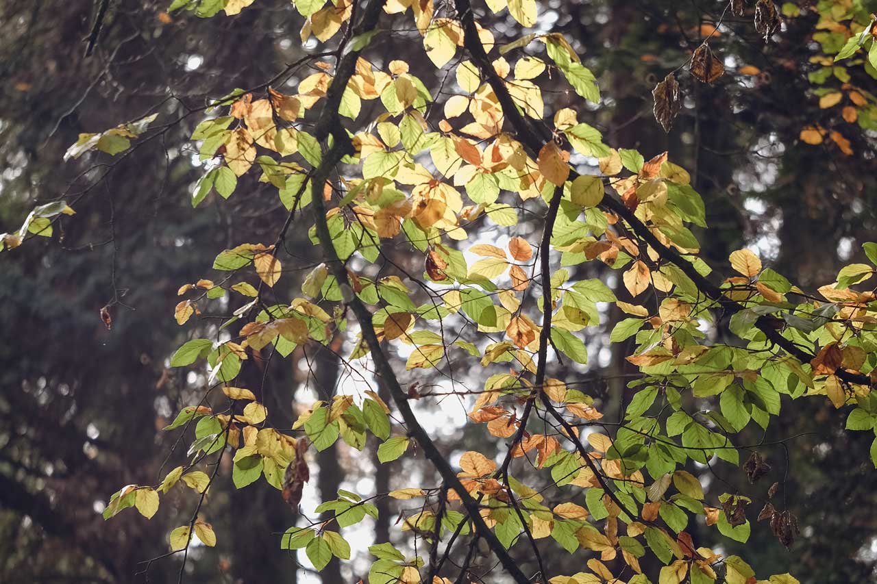 Baumkrone im Sonnenlicht