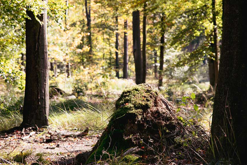 Alter Baumstumpf mit Moos