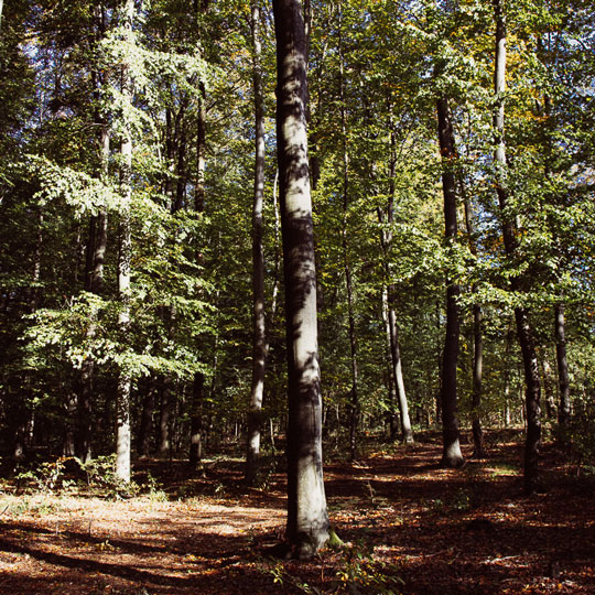 Waldesrand mit Farnen