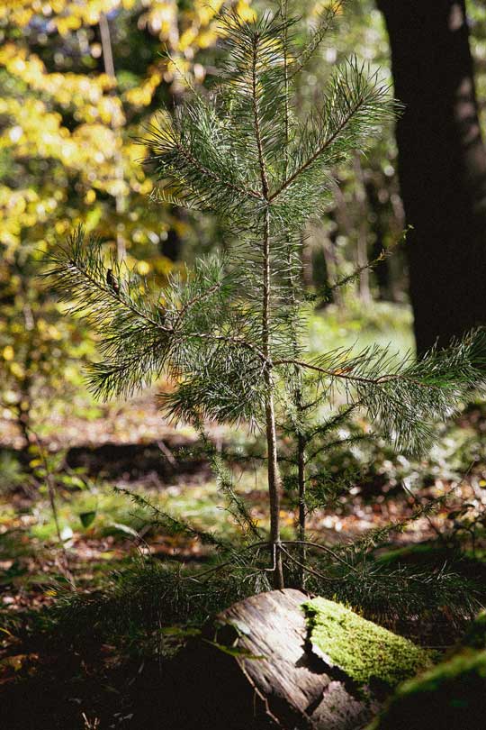 Junge Tanne am Waldboden im Sonnenlicht